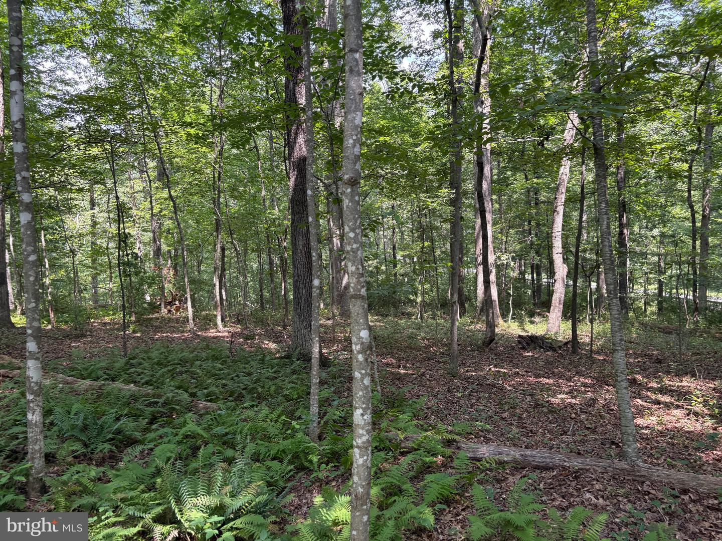 0 WEAVER ROAD, AMISSVILLE, Virginia 20106, ,Land,For sale,0 WEAVER ROAD,VARP2002216 MLS # VARP2002216