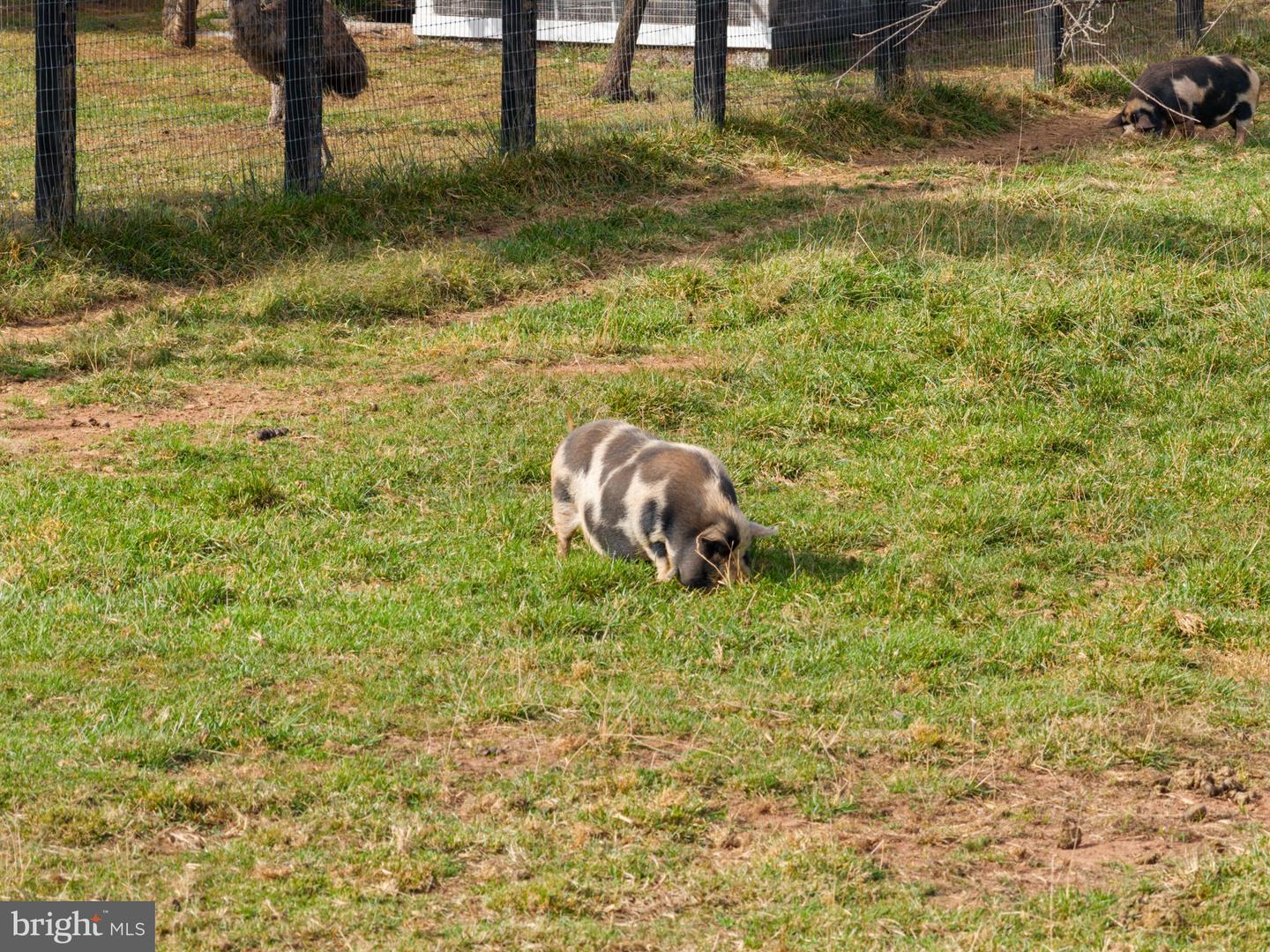 19937 EVERGREEN MILLS RD, LEESBURG, Virginia 20175, 4 Bedrooms Bedrooms, ,4 BathroomsBathrooms,Residential,For sale,19937 EVERGREEN MILLS RD,VALO2112992 MLS # VALO2112992