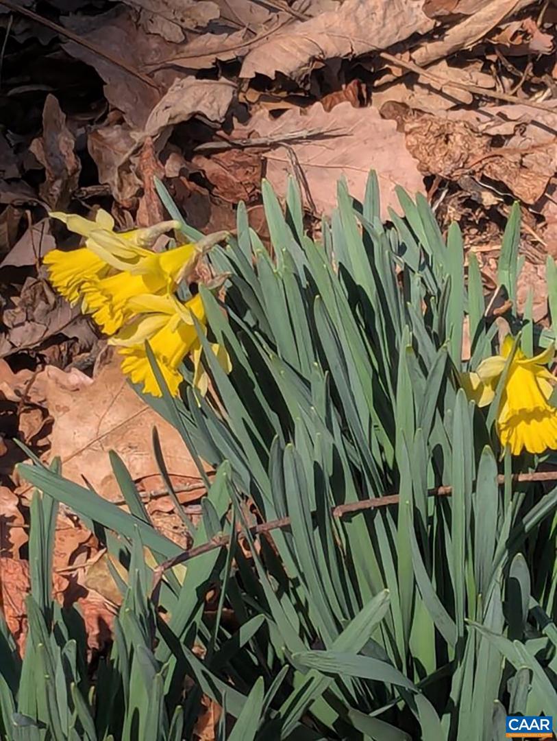 2005 UPPER STONY RUN, GREENWOOD, Virginia 22943, 3 Bedrooms Bedrooms, ,1 BathroomBathrooms,Residential,For sale,2005 UPPER STONY RUN,661879 MLS # 661879 2005 UPPER STONY RUN, GREENWOOD, Virginia 22943, 3 Bedrooms Bedrooms, ,1 BathroomBathrooms,Residential,For sale,2005 UPPER STONY RUN,661879 MLS # 661879