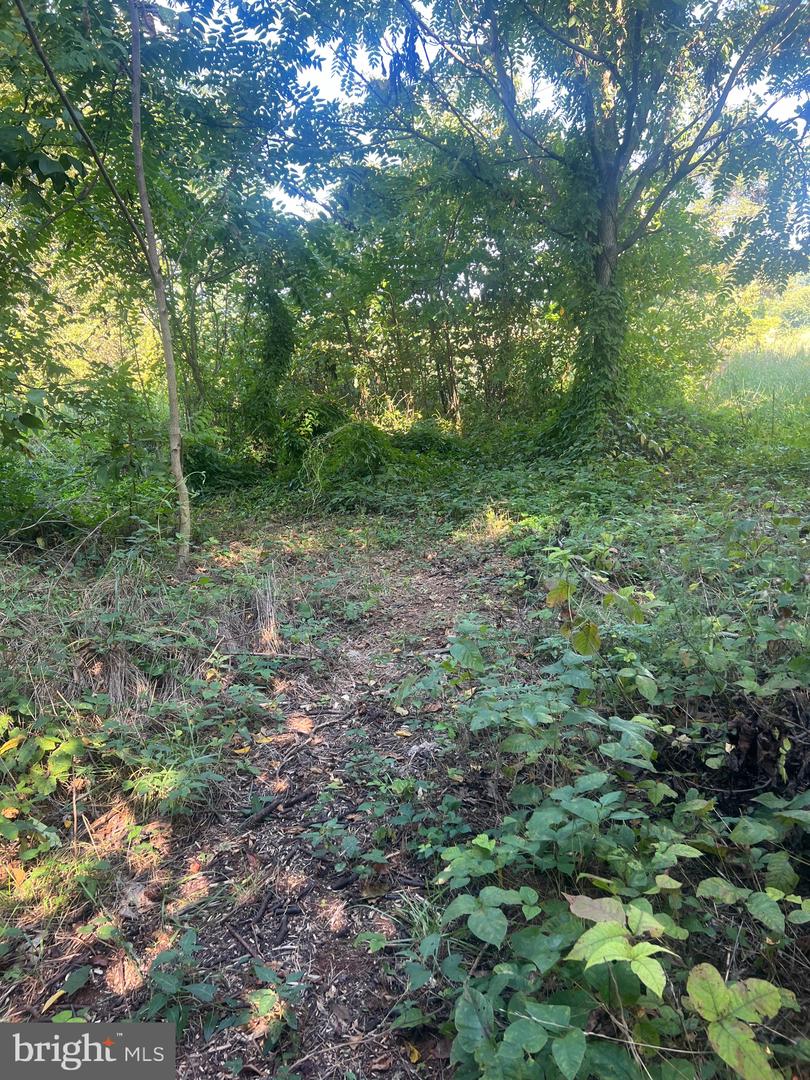 JAMES MADISON HWY, GORDONSVILLE, Virginia 22942, ,Land,For sale,JAMES MADISON HWY,VAOR2013160 MLS # VAOR2013160