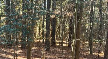 LOT 831 CASTAWAY DR, GREENBACKVILLE, Virginia 23356, ,Land,For sale,LOT 831 CASTAWAY DR,VAAC2002566 MLS # VAAC2002566