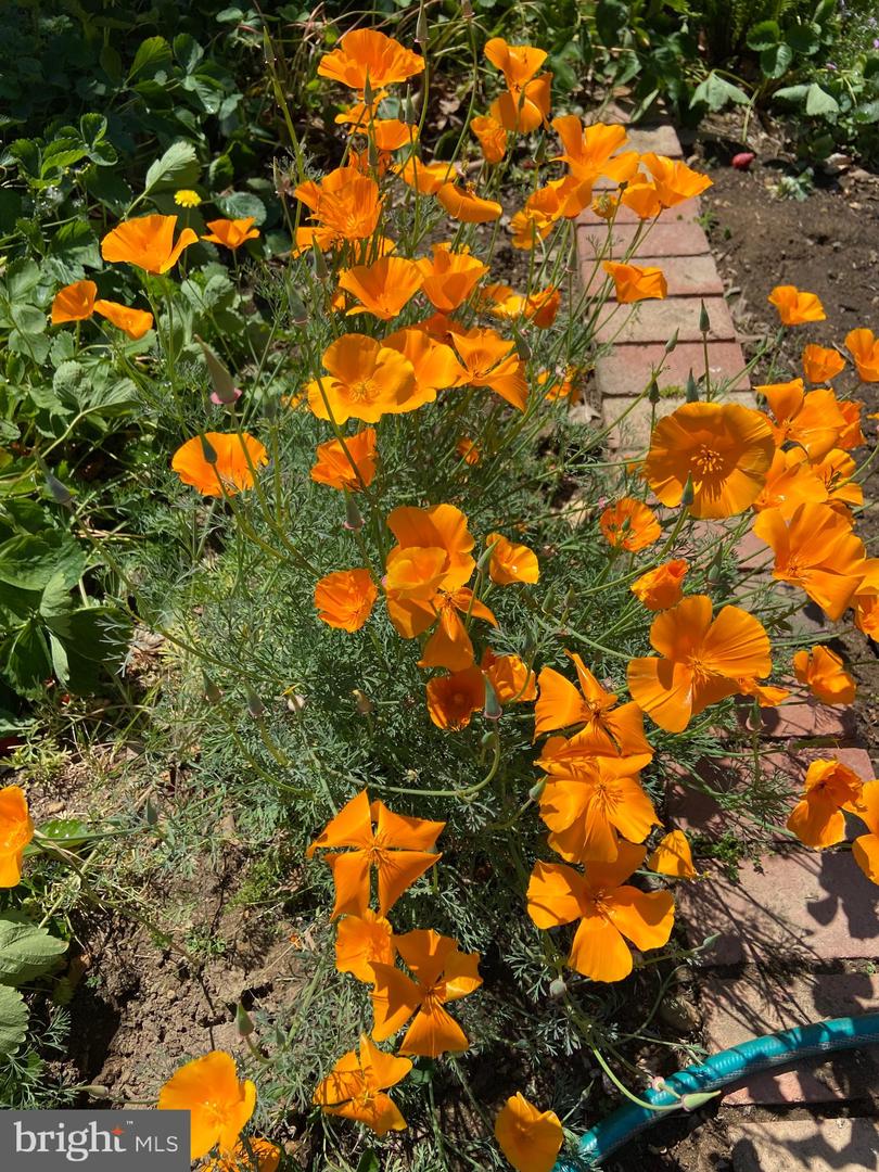 2137 S POLLARD ST, ARLINGTON, Virginia 22204, 2 Bedrooms Bedrooms, ,2 BathroomsBathrooms,Residential,For sale,2137 S POLLARD ST,VAAR2067526 MLS # VAAR2067526 2137 S POLLARD ST, ARLINGTON, Virginia 22204, 2 Bedrooms Bedrooms, ,2 BathroomsBathrooms,Residential,For sale,2137 S POLLARD ST,VAAR2067526 MLS # VAAR2067526