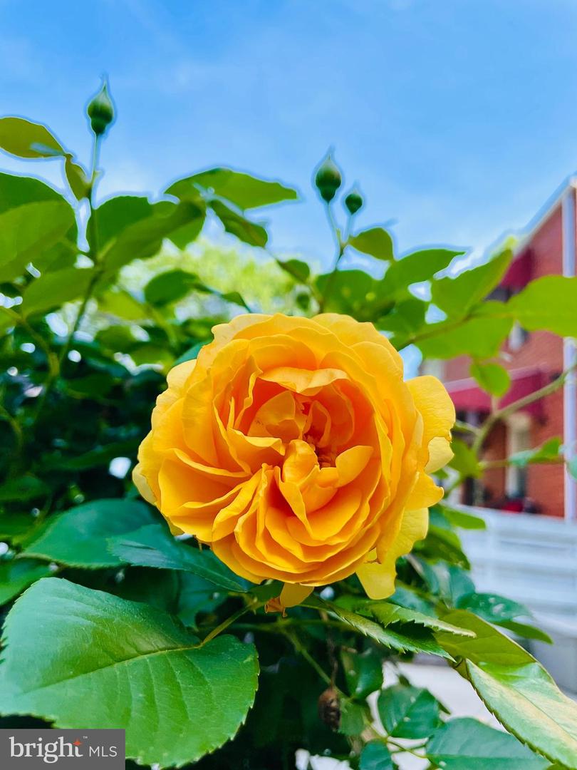 2137 S POLLARD ST, ARLINGTON, Virginia 22204, 2 Bedrooms Bedrooms, ,2 BathroomsBathrooms,Residential,For sale,2137 S POLLARD ST,VAAR2067526 MLS # VAAR2067526 2137 S POLLARD ST, ARLINGTON, Virginia 22204, 2 Bedrooms Bedrooms, ,2 BathroomsBathrooms,Residential,For sale,2137 S POLLARD ST,VAAR2067526 MLS # VAAR2067526