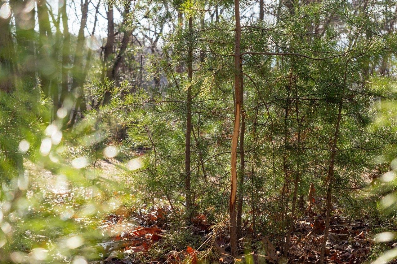 0 FLEMING PARK RD, MOUNT JACKSON, Virginia 22842, ,Land,0 FLEMING PARK RD,672707 MLS # 672707