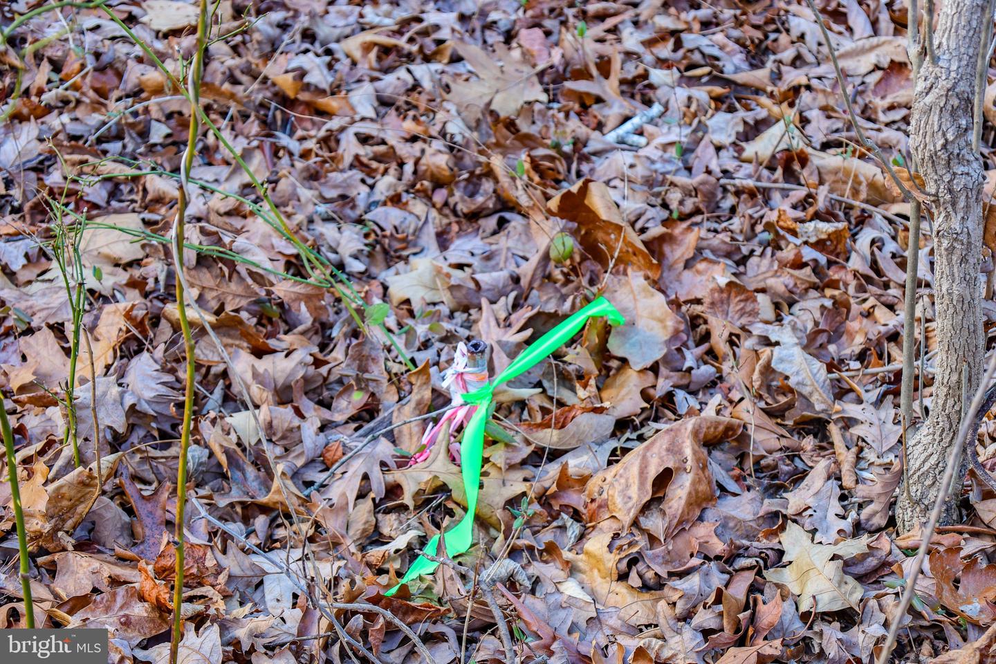 0 RIVERBEND DR, LURAY, Virginia 22835, ,Land,For sale,0 RIVERBEND DR,VAPA2005828 MLS # VAPA2005828 0 RIVERBEND DR, LURAY, Virginia 22835, ,Land,For sale,0 RIVERBEND DR,VAPA2005828 MLS # VAPA2005828