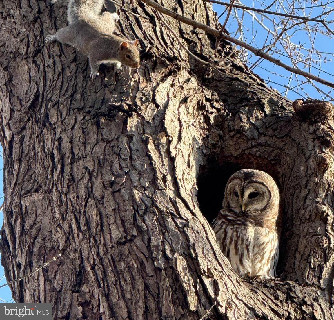 43287 WARWICK HILLS CT, LEESBURG, Virginia 20176, 5 Bedrooms Bedrooms, ,4 BathroomsBathrooms,Residential,For sale,43287 WARWICK HILLS CT,VALO2113976 MLS # VALO2113976