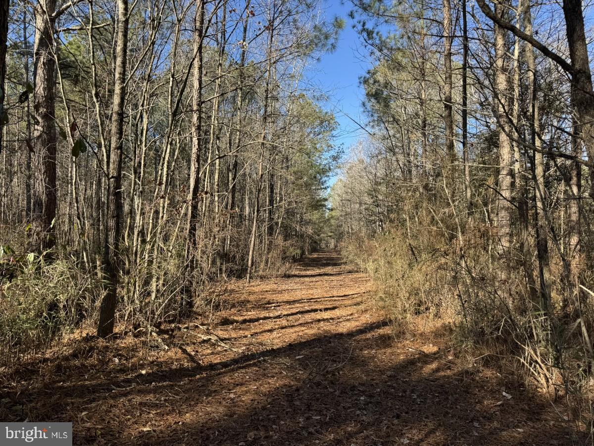 0 BURWELLS BAY RD, SMITHFIELD, Virginia 23430, ,Farm,For sale,0 BURWELLS BAY RD,VAIW2000062 MLS # VAIW2000062