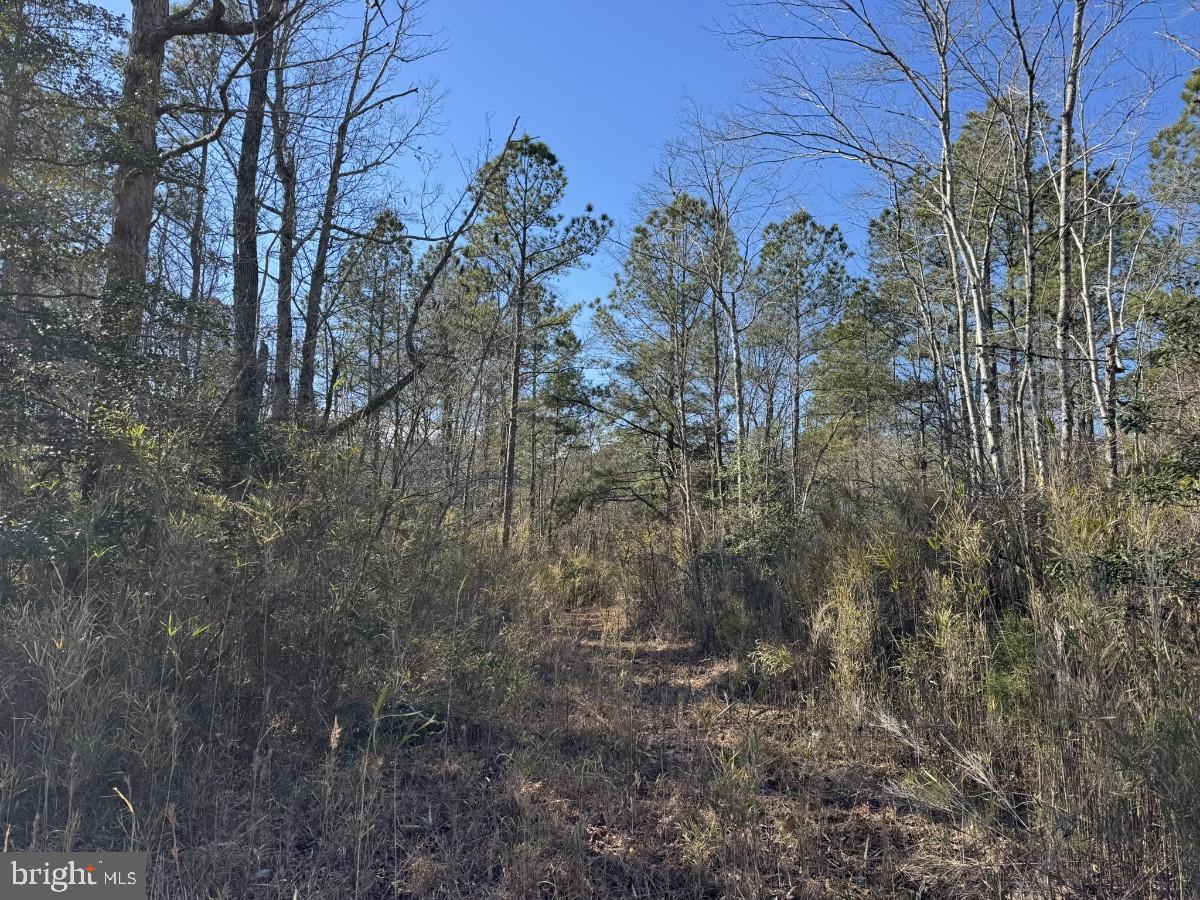 0 BURWELLS BAY RD, SMITHFIELD, Virginia 23430, ,Farm,For sale,0 BURWELLS BAY RD,VAIW2000062 MLS # VAIW2000062