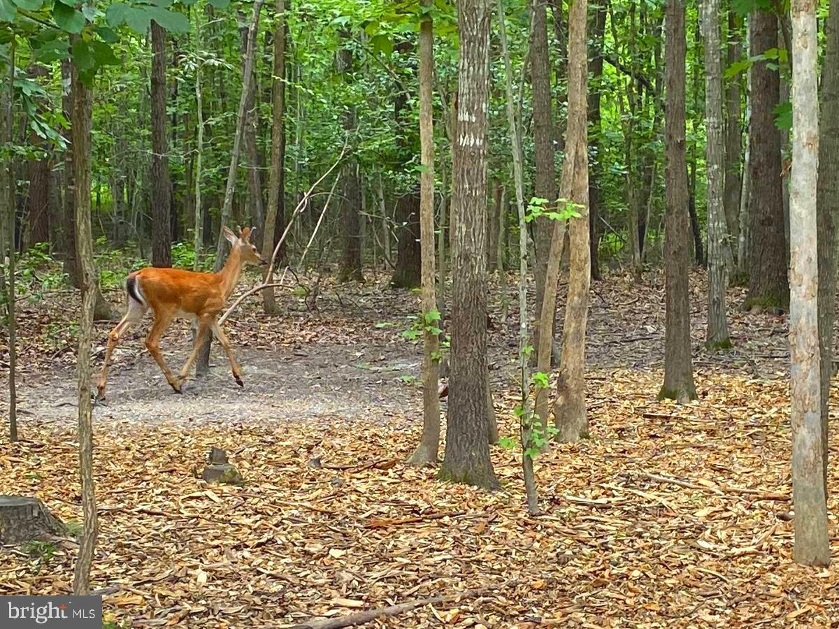 45 SAINT MARYS LN, STAFFORD, Virginia 22556, 4 Bedrooms Bedrooms, 24 Rooms Rooms,2 BathroomsBathrooms,Residential,For sale,45 SAINT MARYS LN,VAST2045434 MLS # VAST2045434 45 SAINT MARYS LN, STAFFORD, Virginia 22556, 4 Bedrooms Bedrooms, 24 Rooms Rooms,2 BathroomsBathrooms,Residential,For sale,45 SAINT MARYS LN,VAST2045434 MLS # VAST2045434