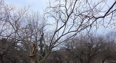 1001 WHITTIER AVE, WINCHESTER, Virginia 22601, ,Land,For sale,1001 WHITTIER AVE,VAWI2009796 MLS # VAWI2009796