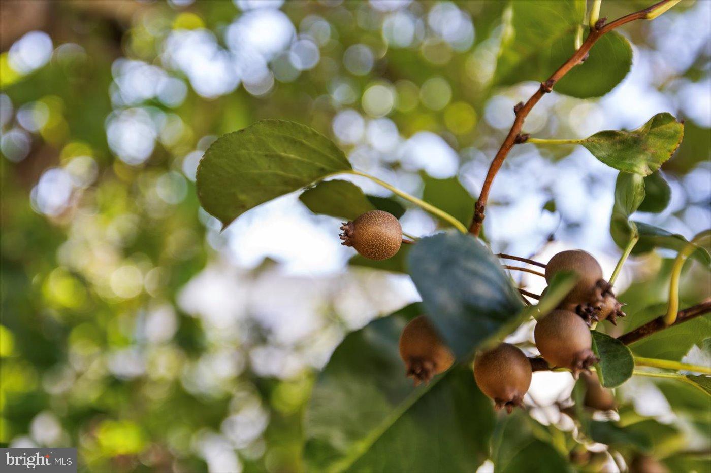 5906 W COPPER MOUNTAIN DR, SPOTSYLVANIA, Virginia 22553, 4 Bedrooms Bedrooms, 18 Rooms Rooms,3 BathroomsBathrooms,Residential,For sale,5906 W COPPER MOUNTAIN DR,VASP2036312 MLS # VASP2036312