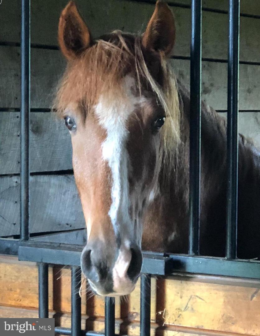 3959 COBBLER MOUNTAIN RD, DELAPLANE, Virginia 20144, 3 Bedrooms Bedrooms, ,2 BathroomsBathrooms,Farm,For sale,3959 COBBLER MOUNTAIN RD,VAFQ2020262 MLS # VAFQ2020262