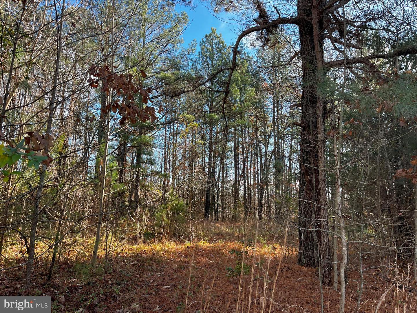 0B MCKENNEY DR, WOODFORD, Virginia 22580, ,Land,For sale,0B MCKENNEY DR,VACV2007180 MLS # VACV2007180 0B MCKENNEY DR, WOODFORD, Virginia 22580, ,Land,For sale,0B MCKENNEY DR,VACV2007180 MLS # VACV2007180