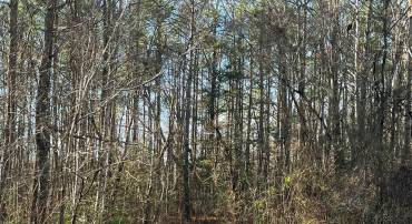 0B MCKENNEY DR, WOODFORD, Virginia 22580, ,Land,For sale,0B MCKENNEY DR,VACV2007180 MLS # VACV2007180