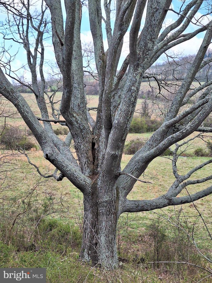 18590 APPX FOGGY BOTTOM RD., BLUEMONT, Virginia 20135, ,Land,For sale,18590 APPX FOGGY BOTTOM RD.,VALO2096590 MLS # VALO2096590