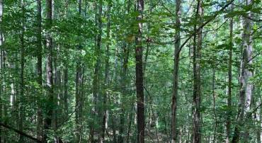 OLD DOMINION RD, OLD DOMINION, Virginia 22969, ,Land,For sale,OLD DOMINION RD,672846 MLS # 672846