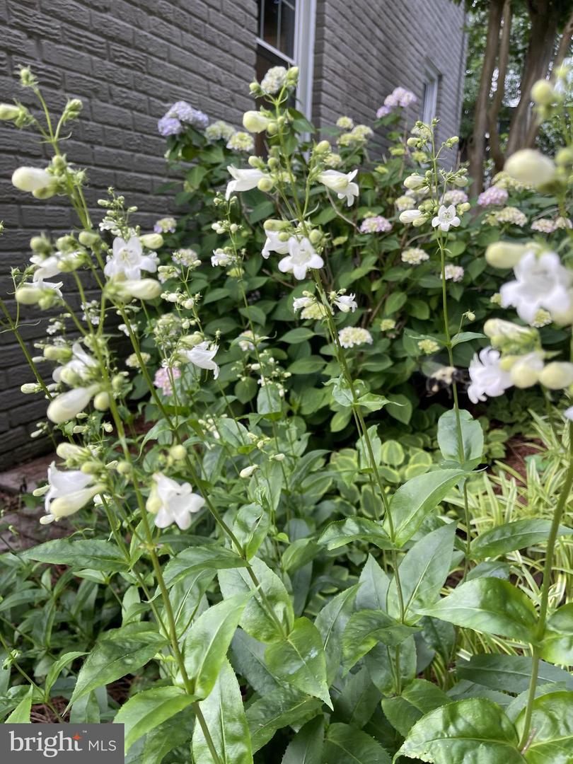 5915 EDGEHILL DR, ALEXANDRIA, Virginia 22303, 3 Bedrooms Bedrooms, ,2 BathroomsBathrooms,Residential,For sale,5915 EDGEHILL DR,VAFX2285658 MLS # VAFX2285658