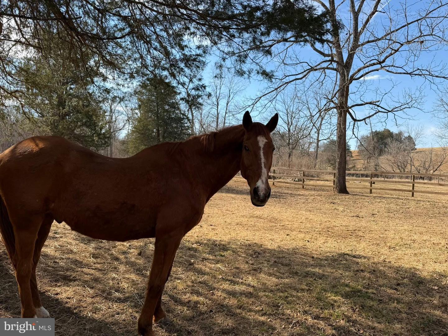 8487 BOTHA RD, WARRENTON, Virginia 20186, 3 Bedrooms Bedrooms, ,2 BathroomsBathrooms,Residential,For sale,8487 BOTHA RD,VAFQ2020282 MLS # VAFQ2020282 8487 BOTHA RD, WARRENTON, Virginia 20186, 3 Bedrooms Bedrooms, ,2 BathroomsBathrooms,Residential,For sale,8487 BOTHA RD,VAFQ2020282 MLS # VAFQ2020282