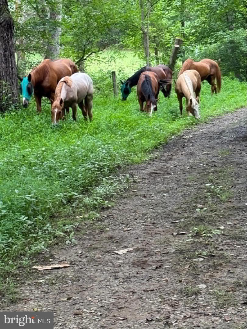 8487 BOTHA RD, WARRENTON, Virginia 20186, 3 Bedrooms Bedrooms, ,2 BathroomsBathrooms,Residential,For sale,8487 BOTHA RD,VAFQ2020282 MLS # VAFQ2020282