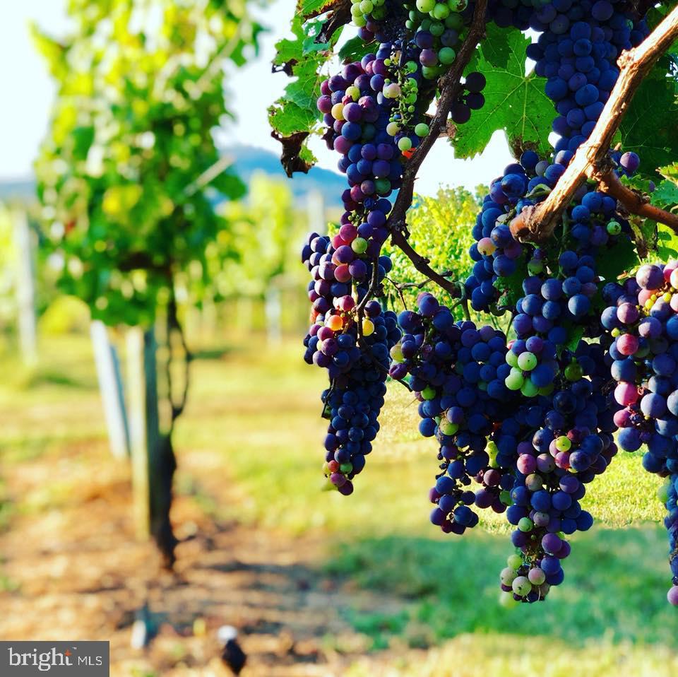 2110 QUICKSBURG RD, QUICKSBURG, Virginia 22847, ,1 BathroomBathrooms,Residential,For sale,2110 QUICKSBURG RD,VASH2013486 MLS # VASH2013486 2110 QUICKSBURG RD, QUICKSBURG, Virginia 22847, ,1 BathroomBathrooms,Residential,For sale,2110 QUICKSBURG RD,VASH2013486 MLS # VASH2013486