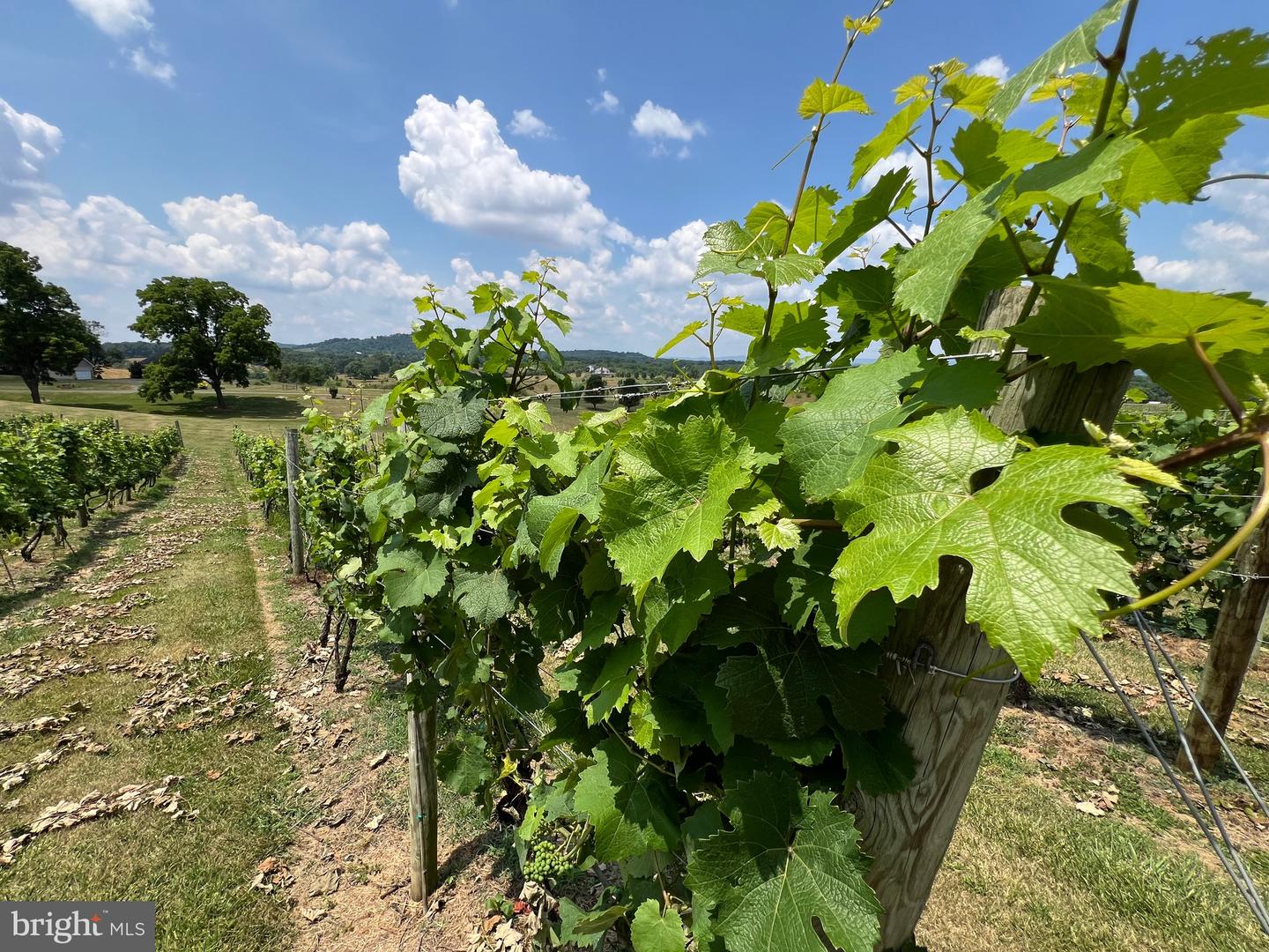2110 QUICKSBURG RD, QUICKSBURG, Virginia 22847, ,1 BathroomBathrooms,Residential,For sale,2110 QUICKSBURG RD,VASH2013486 MLS # VASH2013486 2110 QUICKSBURG RD, QUICKSBURG, Virginia 22847, ,1 BathroomBathrooms,Residential,For sale,2110 QUICKSBURG RD,VASH2013486 MLS # VASH2013486