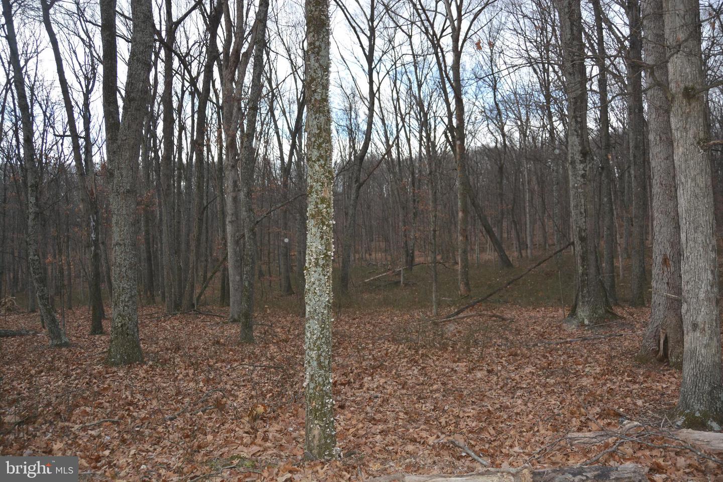 N TIMBER RIDGE RD #LOT 4 (60 A), CROSS JUNCTION, Virginia 22625, ,Land,For sale,N TIMBER RIDGE RD #LOT 4 (60 A),VAFV2039156 MLS # VAFV2039156