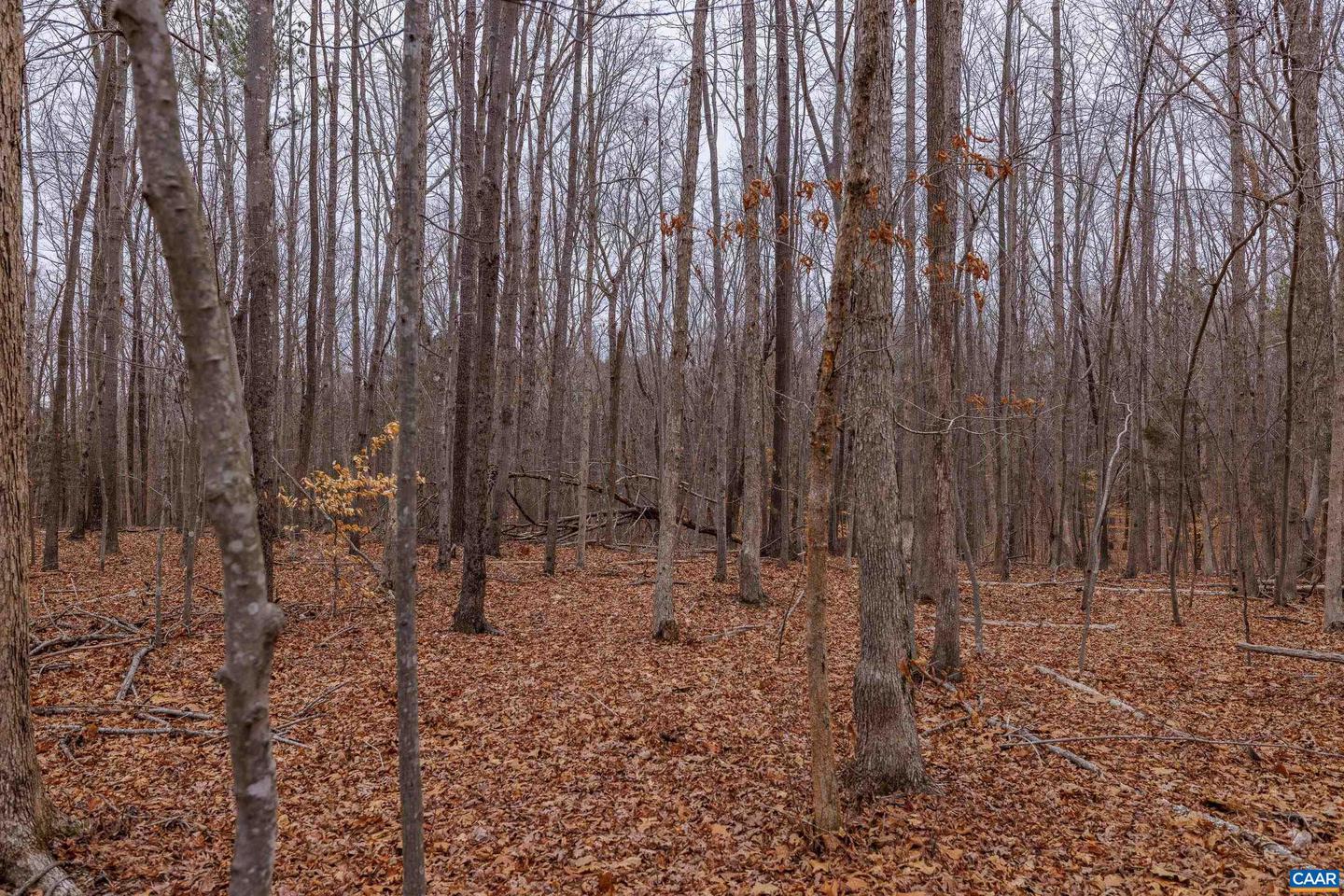 LOT 1 PINEY GREEN RD, CREWE, Virginia 23930, ,Land,For sale,LOT 1 PINEY GREEN RD,672945 MLS # 672945