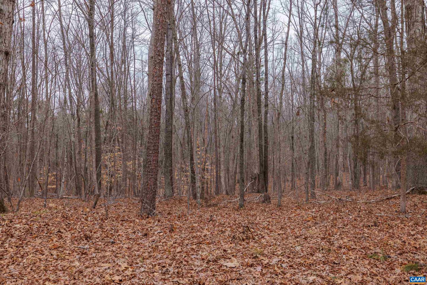 LOT 1 PINEY GREEN RD, CREWE, Virginia 23930, ,Land,For sale,LOT 1 PINEY GREEN RD,672945 MLS # 672945