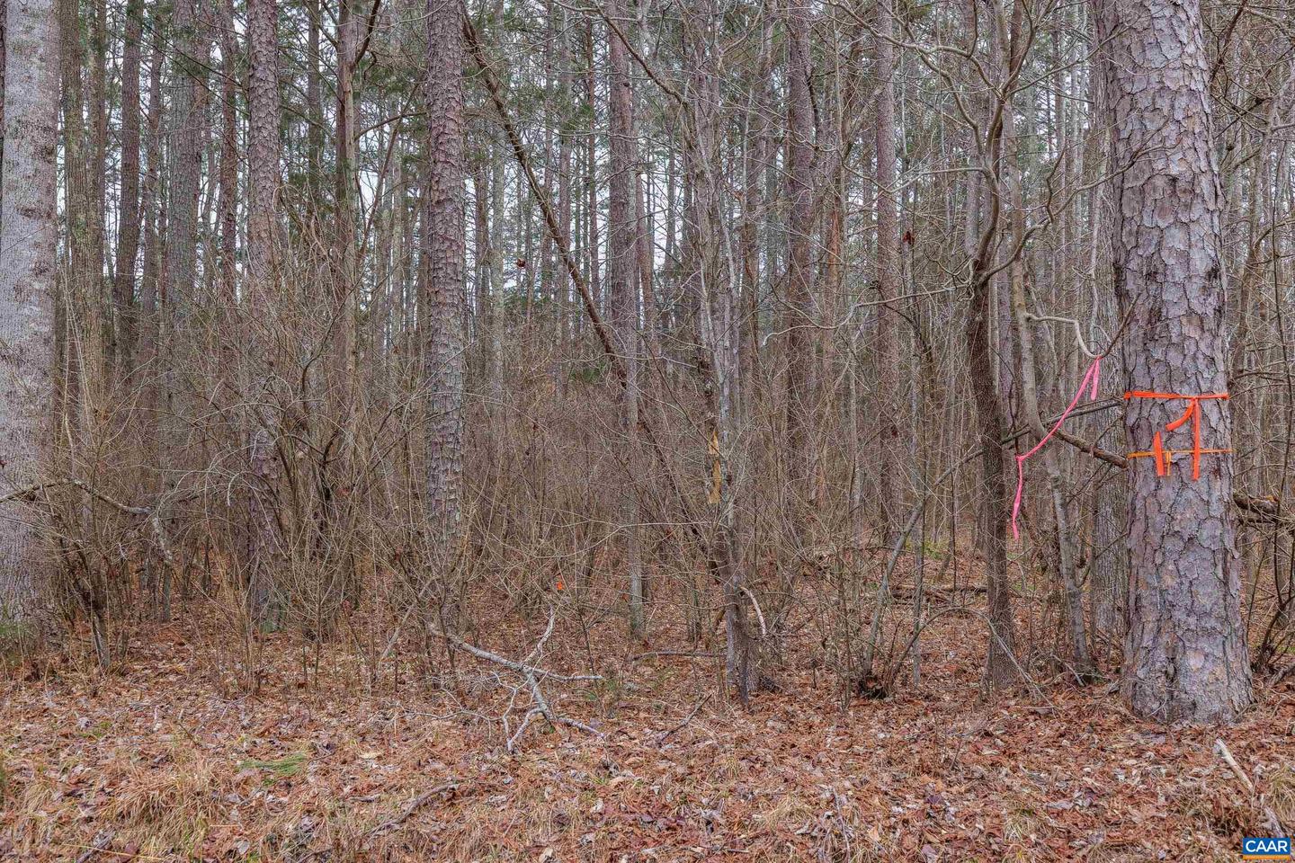 LOT 1 PINEY GREEN RD, CREWE, Virginia 23930, ,Land,For sale,LOT 1 PINEY GREEN RD,672945 MLS # 672945