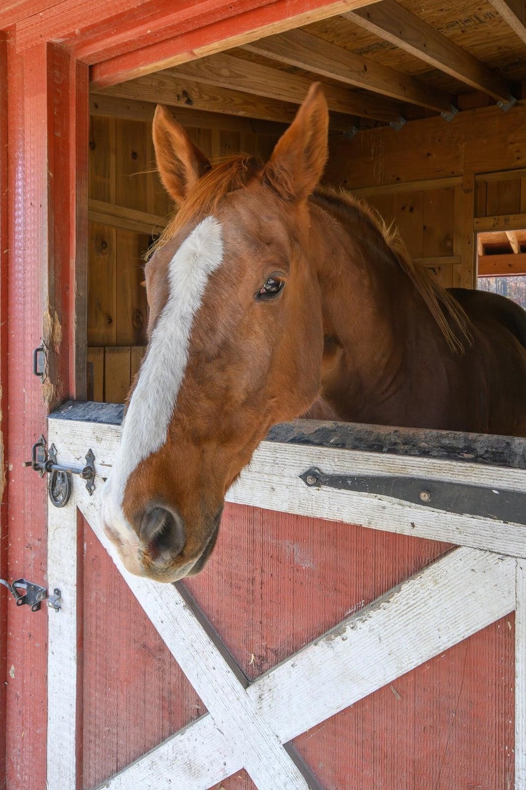 75 MARGARETS LN, LEXINGTON, Virginia 24450, 4 Bedrooms Bedrooms, ,2 BathroomsBathrooms,Residential,75 Margarets Lane Lexington, VA 24450,75 MARGARETS LN,673006 MLS # 673006