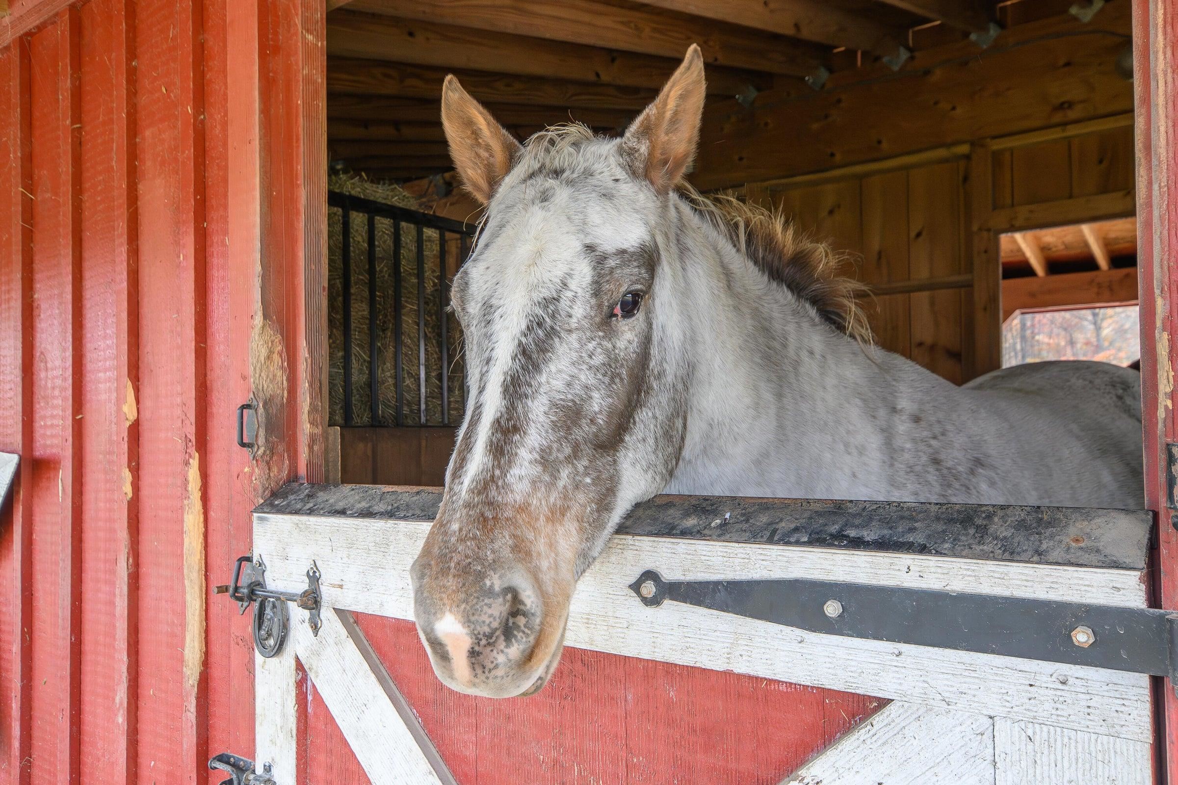 75 MARGARETS LN, LEXINGTON, Virginia 24450, 4 Bedrooms Bedrooms, ,2 BathroomsBathrooms,Residential,75 Margarets Lane Lexington, VA 24450,75 MARGARETS LN,673006 MLS # 673006