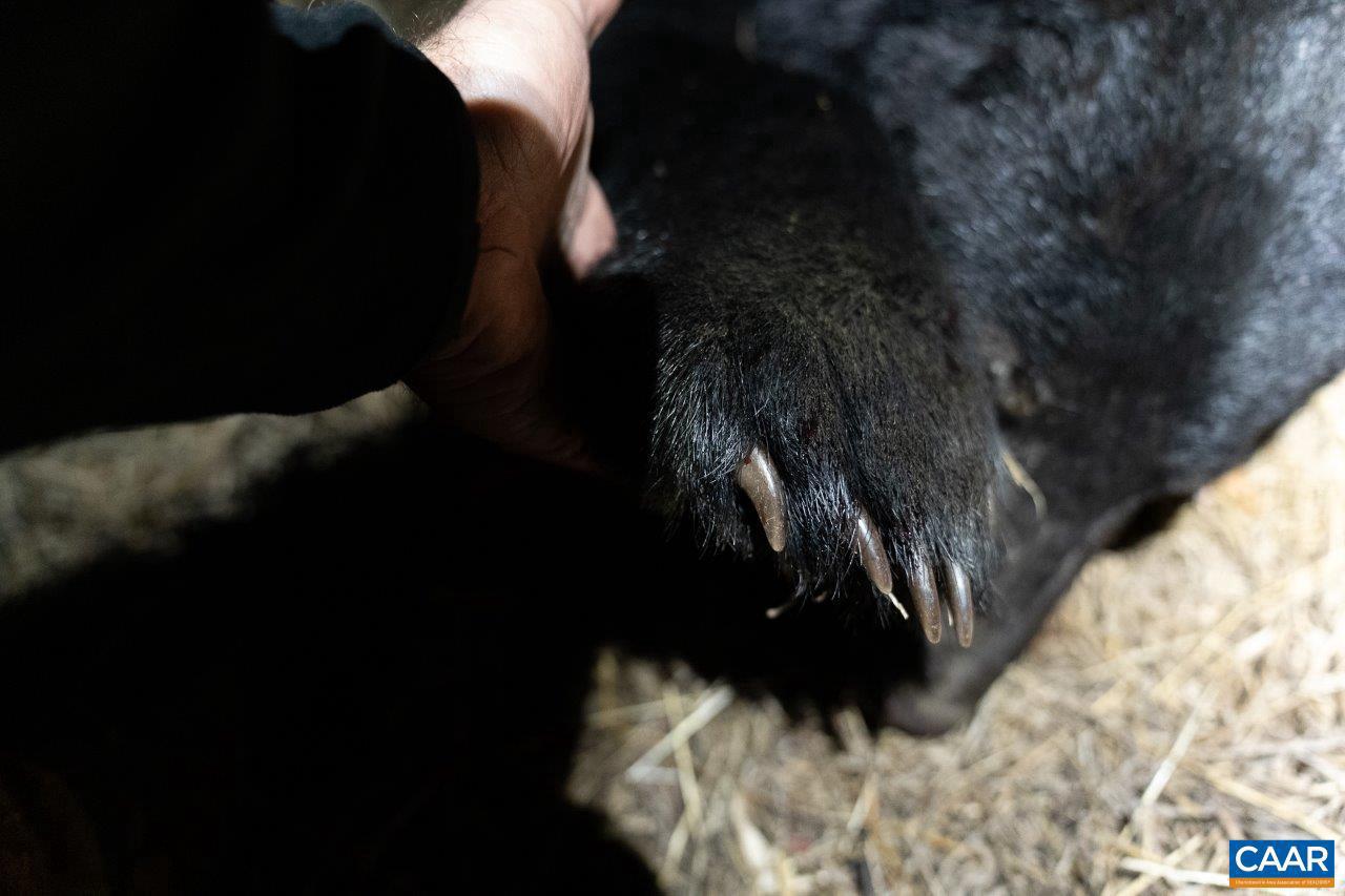 0 FOOTHILLS RD, CALLAWAY, Virginia 24067, ,Farm,For sale,0 FOOTHILLS RD,673021 MLS # 673021