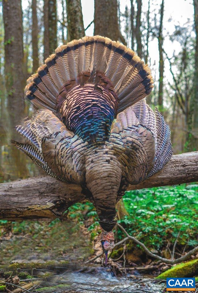 0 FOOTHILLS RD, CALLAWAY, Virginia 24067, ,Farm,For sale,0 FOOTHILLS RD,673021 MLS # 673021