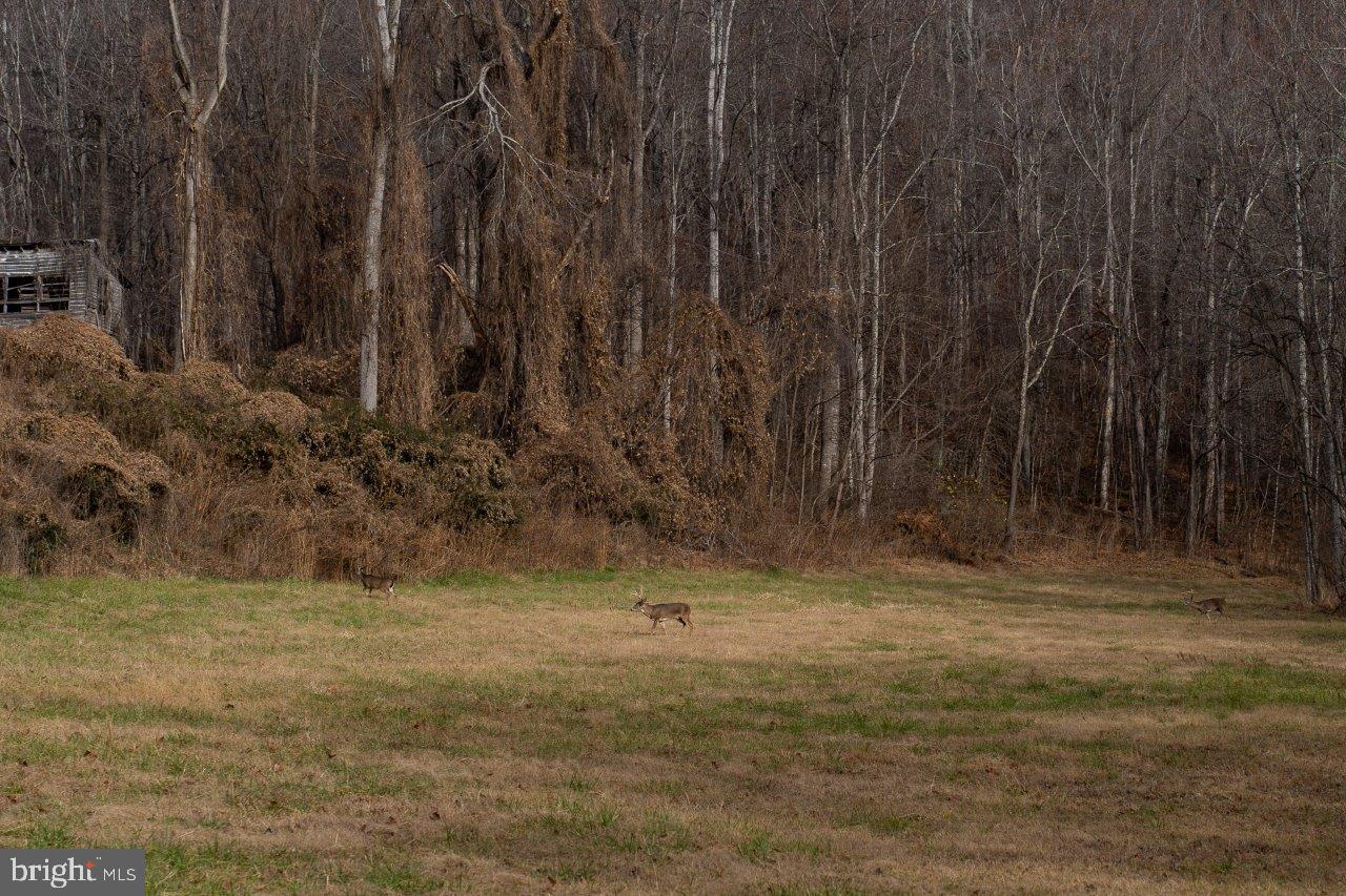 0 FOOTHILLS RD, CALLAWAY, Virginia 24067, ,Farm,For sale,0 FOOTHILLS RD,VAFK2000102 MLS # VAFK2000102