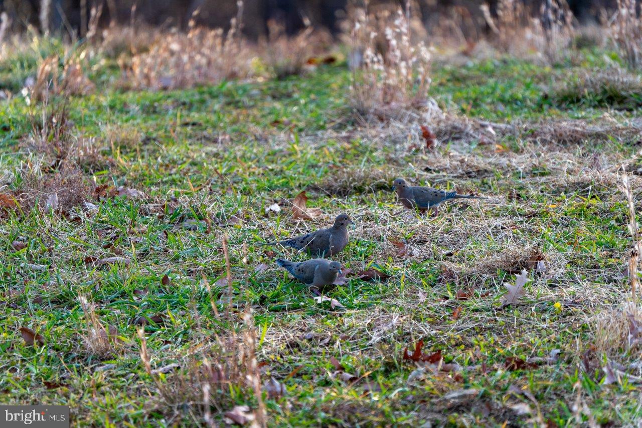 0 FOOTHILLS RD, CALLAWAY, Virginia 24067, ,Farm,For sale,0 FOOTHILLS RD,VAFK2000102 MLS # VAFK2000102