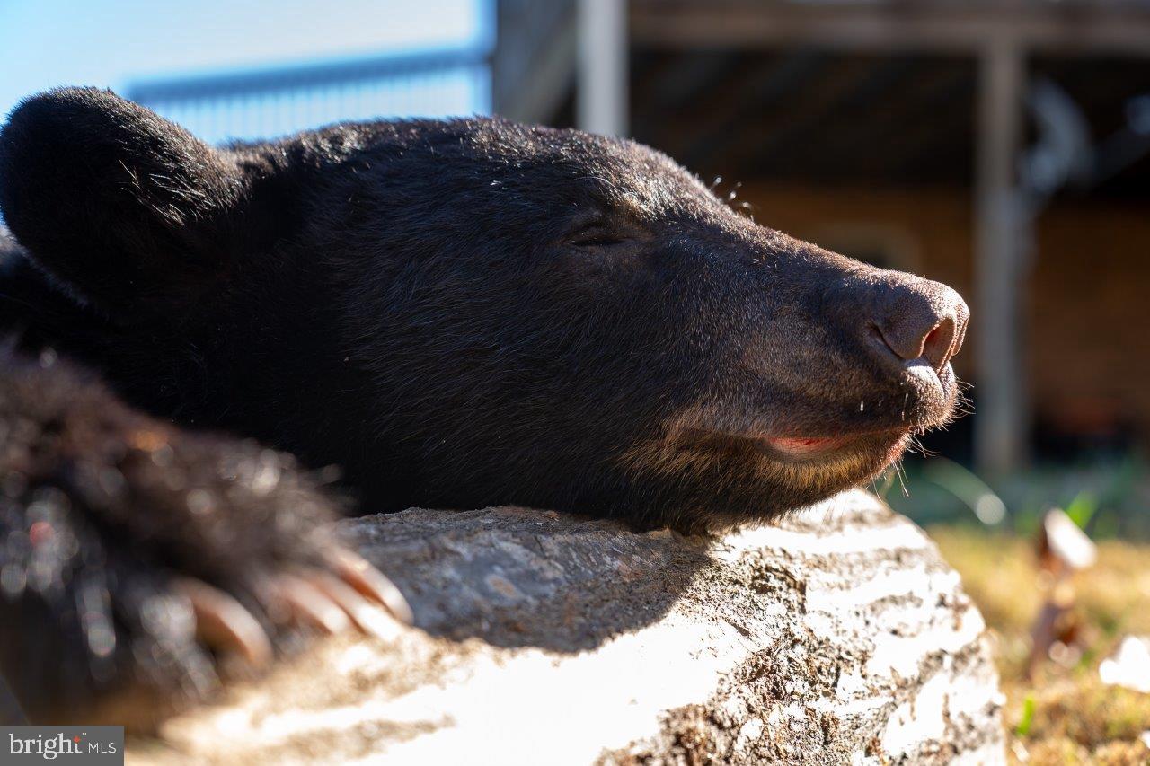 0 FOOTHILLS RD, CALLAWAY, Virginia 24067, ,Farm,For sale,0 FOOTHILLS RD,VAFK2000102 MLS # VAFK2000102