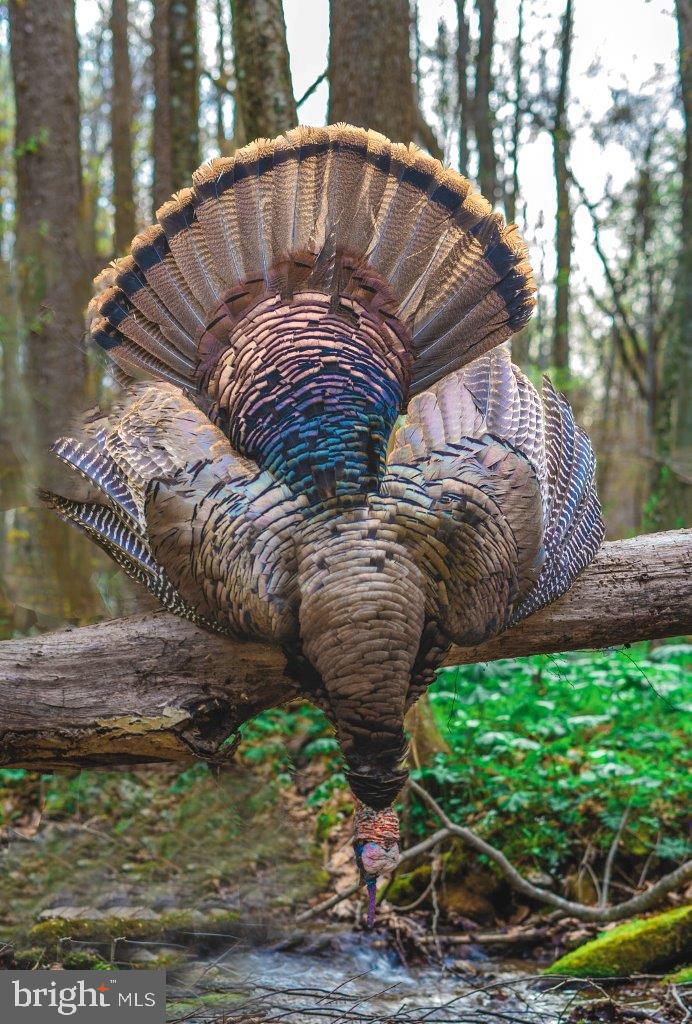 0 FOOTHILLS RD, CALLAWAY, Virginia 24067, ,Farm,For sale,0 FOOTHILLS RD,VAFK2000102 MLS # VAFK2000102