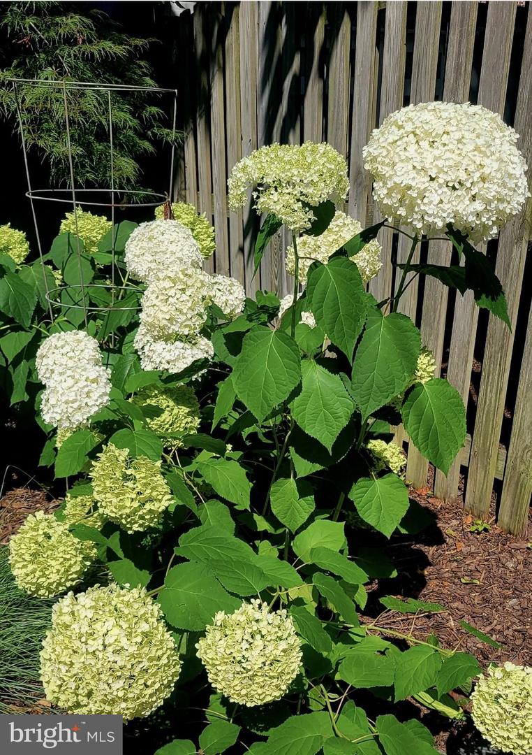 1120 POWHATAN ST, ALEXANDRIA, Virginia 22314, 2 Bedrooms Bedrooms, 8 Rooms Rooms,1 BathroomBathrooms,Residential,For sale,1120 POWHATAN ST,VAAX2053204 MLS # VAAX2053204