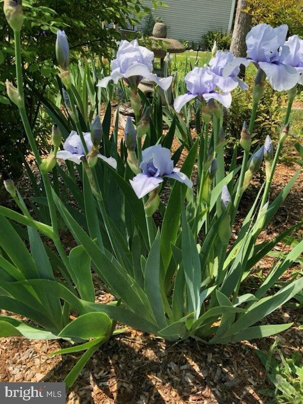 6125 SANDSTONE CT, CLIFTON, Virginia 20124, 4 Bedrooms Bedrooms, ,2 BathroomsBathrooms,Residential,For sale,6125 SANDSTONE CT,VAFX2287520 MLS # VAFX2287520