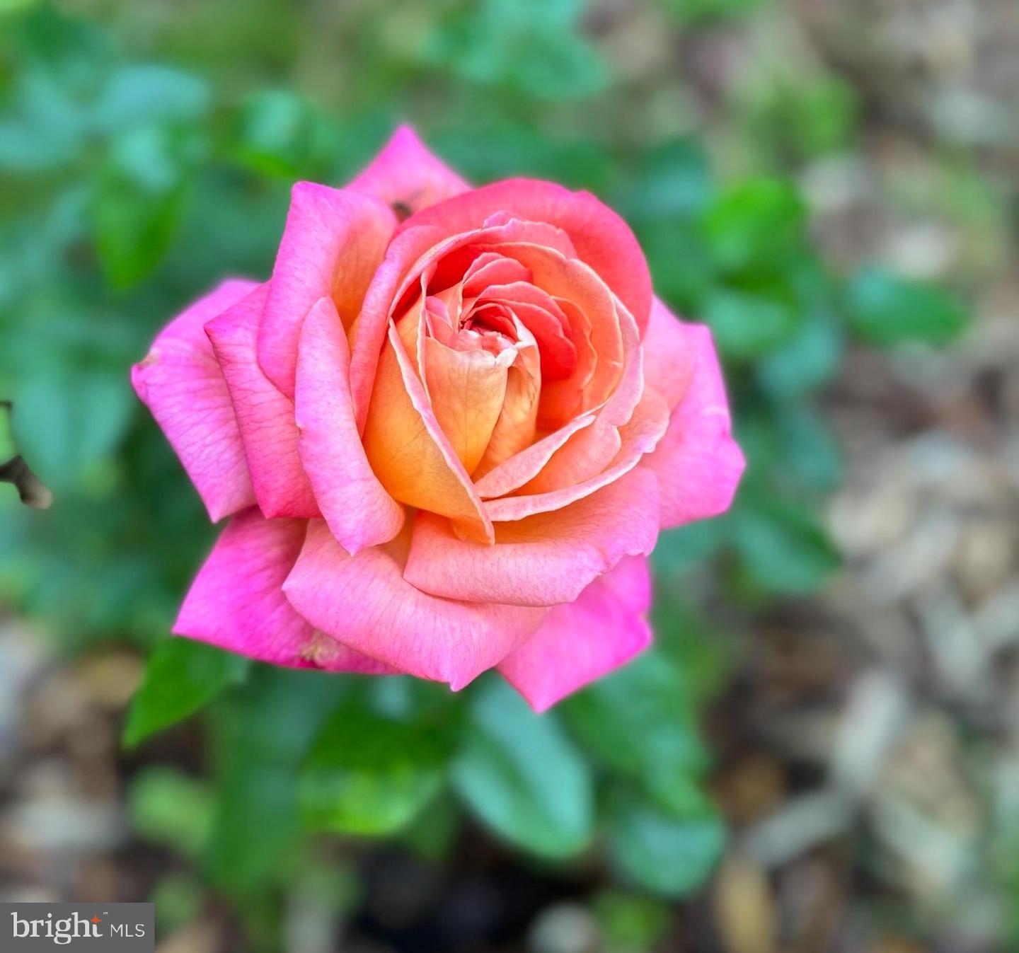 1925 N WESTMORELAND ST, ARLINGTON, Virginia 22213, 4 Bedrooms Bedrooms, 8 Rooms Rooms,3 BathroomsBathrooms,Residential,For sale,1925 N WESTMORELAND ST,VAAR2068288 MLS # VAAR2068288