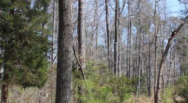 2200 SPINNAKER ST, GREENBACKVILLE, Virginia 23356, ,Land,For sale,2200 SPINNAKER ST,VAAC2002602 MLS # VAAC2002602