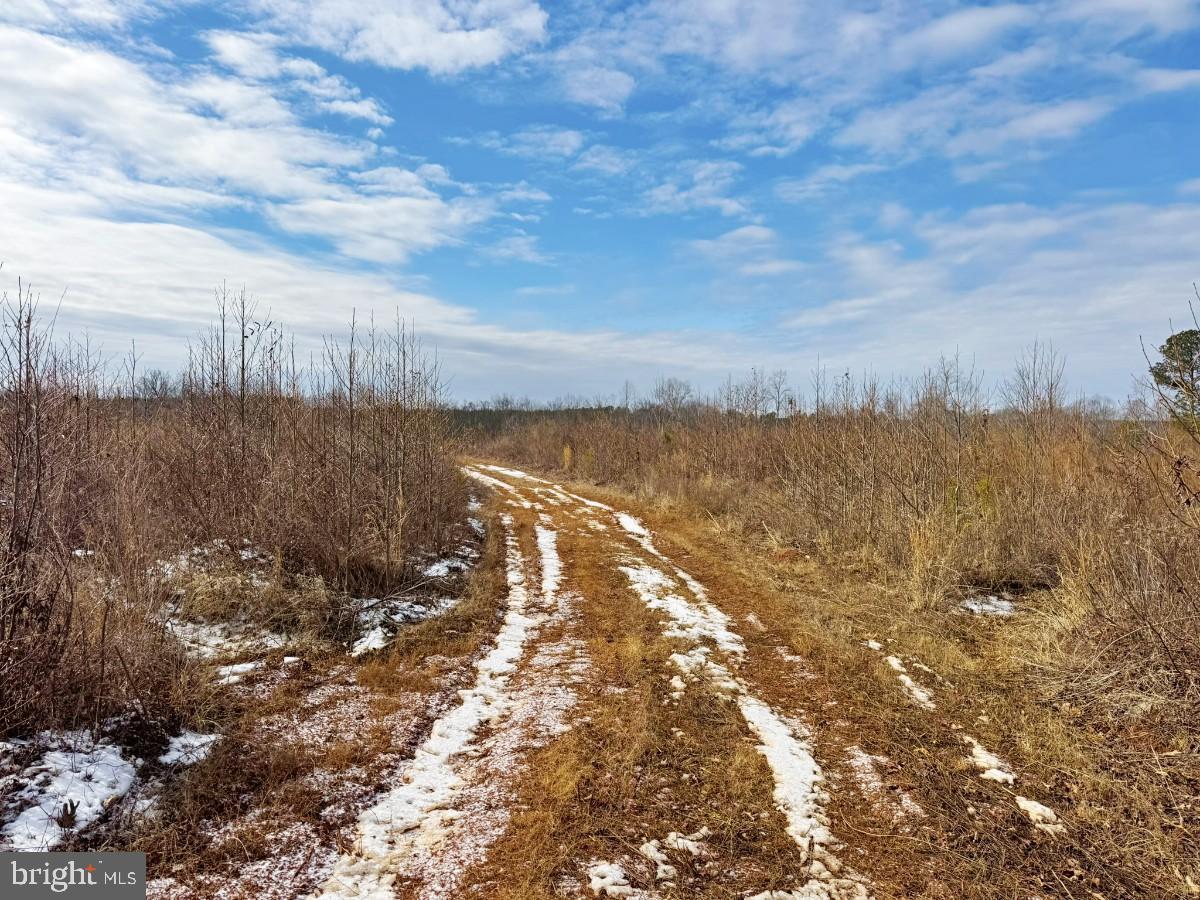 0 BENTON RD, TRIPLET, Virginia 23868, ,Farm,For sale,0 BENTON RD,VABW2000100 MLS # VABW2000100