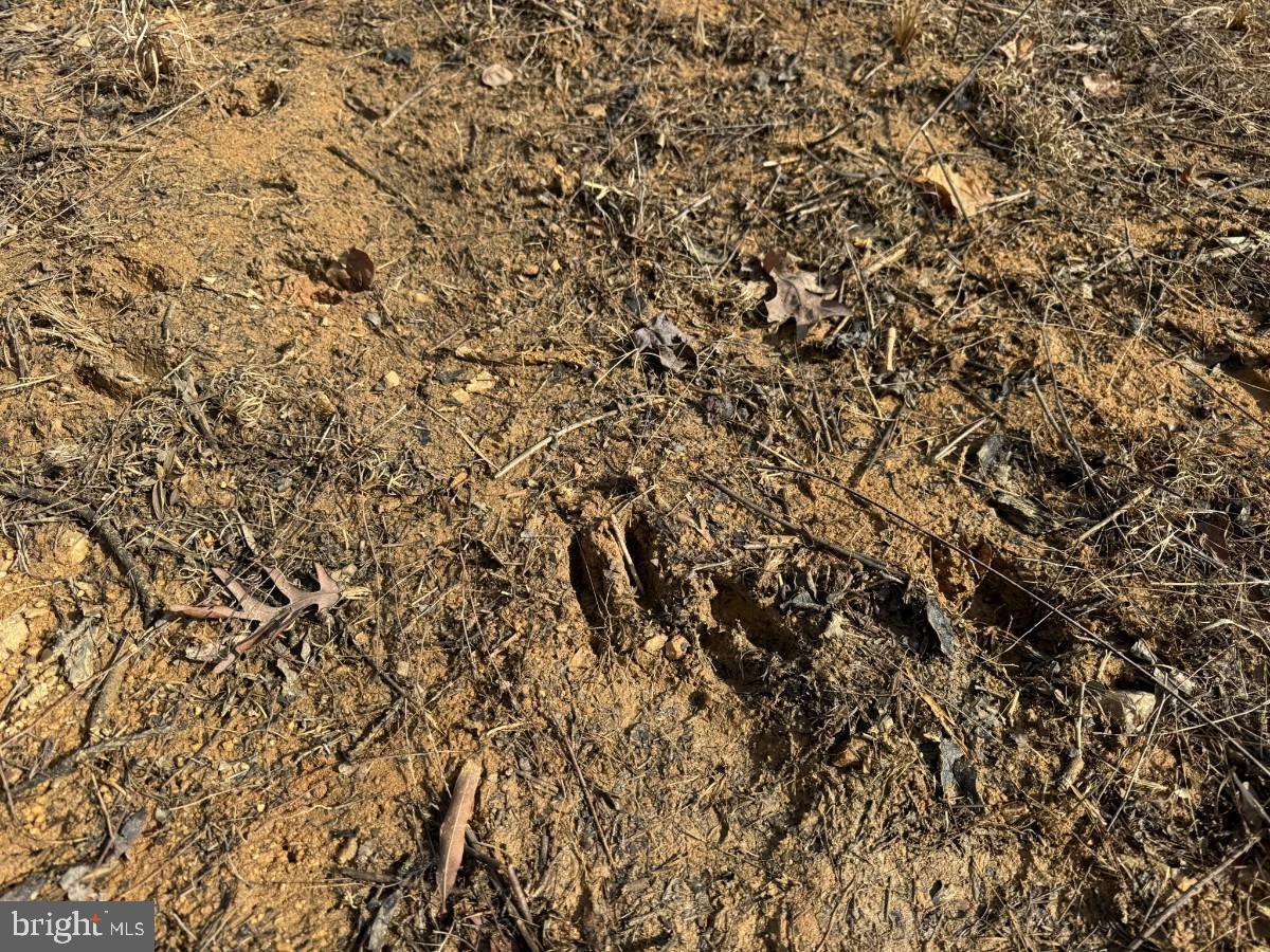 0 BENTON RD, TRIPLET, Virginia 23868, ,Farm,For sale,0 BENTON RD,VABW2000100 MLS # VABW2000100