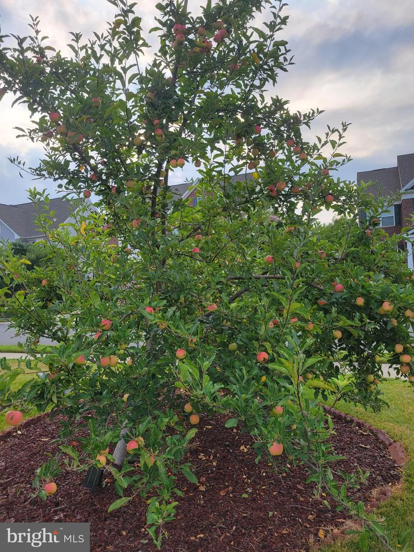 42134 AUTUMN RAIN CIR, BRAMBLETON, Virginia 20148, 5 Bedrooms Bedrooms, ,4 BathroomsBathrooms,Residential,For sale,42134 AUTUMN RAIN CIR,VALO2114934 MLS # VALO2114934