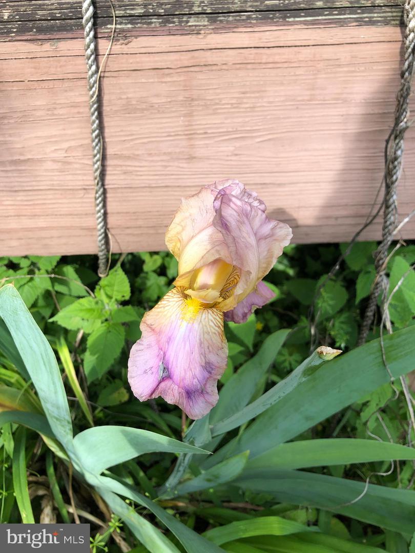 1511 CHARLES ST, FREDERICKSBURG, Virginia 22401, 3 Bedrooms Bedrooms, ,1 BathroomBathrooms,Residential,For sale,1511 CHARLES ST,VAFB2009594 MLS # VAFB2009594