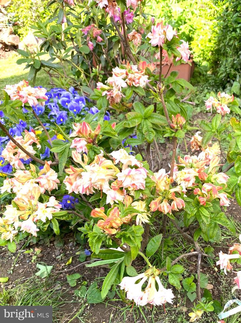 1511 CHARLES ST, FREDERICKSBURG, Virginia 22401, 3 Bedrooms Bedrooms, ,1 BathroomBathrooms,Residential,For sale,1511 CHARLES ST,VAFB2009594 MLS # VAFB2009594