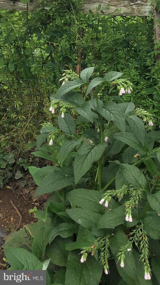 1511 CHARLES ST, FREDERICKSBURG, Virginia 22401, 3 Bedrooms Bedrooms, ,1 BathroomBathrooms,Residential,For sale,1511 CHARLES ST,VAFB2009594 MLS # VAFB2009594