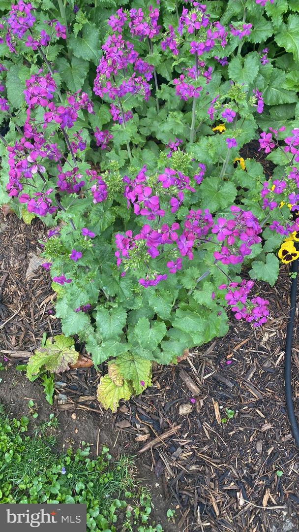 1511 CHARLES ST, FREDERICKSBURG, Virginia 22401, 3 Bedrooms Bedrooms, ,1 BathroomBathrooms,Residential,For sale,1511 CHARLES ST,VAFB2009594 MLS # VAFB2009594