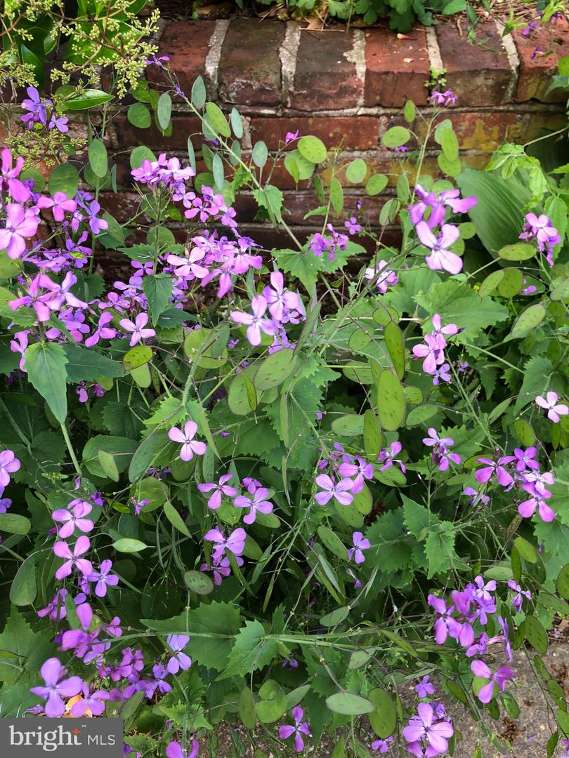 1511 CHARLES ST, FREDERICKSBURG, Virginia 22401, 3 Bedrooms Bedrooms, ,1 BathroomBathrooms,Residential,For sale,1511 CHARLES ST,VAFB2009594 MLS # VAFB2009594