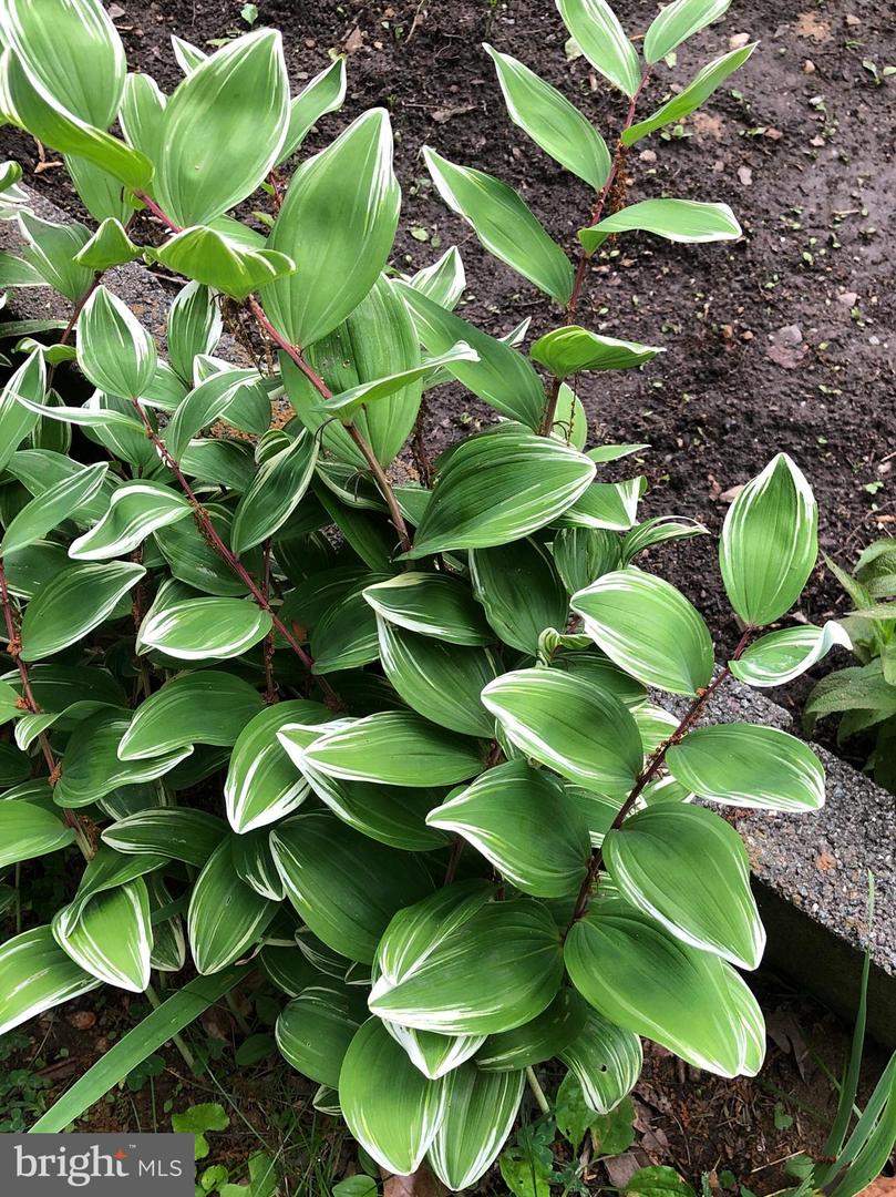 1511 CHARLES ST, FREDERICKSBURG, Virginia 22401, 3 Bedrooms Bedrooms, ,1 BathroomBathrooms,Residential,For sale,1511 CHARLES ST,VAFB2009594 MLS # VAFB2009594